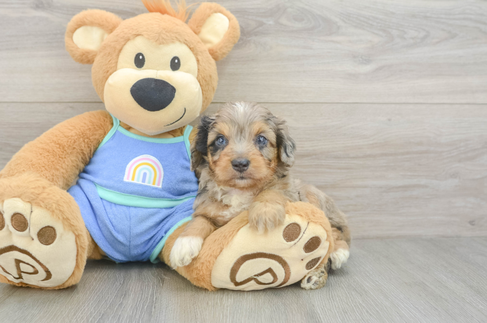 5 week old Mini Aussiedoodle Puppy For Sale - Simply Southern Pups