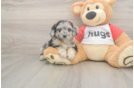 Meet Gemini - our Mini Aussiedoodle Puppy Photo  1/3 - Simply Southern Pups Mini Aussiedoodle Pup Being Cute