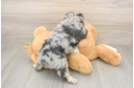 Meet Gemini - our Mini Aussiedoodle Puppy Photo  3/3 - Simply Southern Pups Mini Aussiedoodle Puppy for Adoption