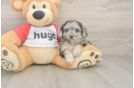 Meet Gemini - our Mini Aussiedoodle Puppy Photo  2/3 - Simply Southern Pups Small Mini Aussiedoodle Baby