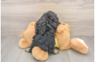 Funny Mini Aussiedoodle Poodle Mix Pup