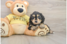 Mini Aussiedoodle Puppy for Adoption