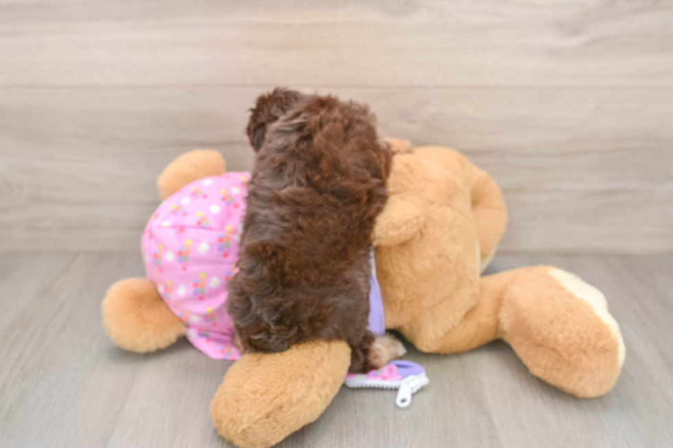 Mini Aussiedoodle Puppy for Adoption