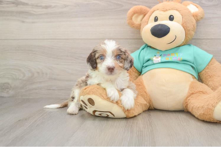 Friendly Mini Aussiedoodle Baby