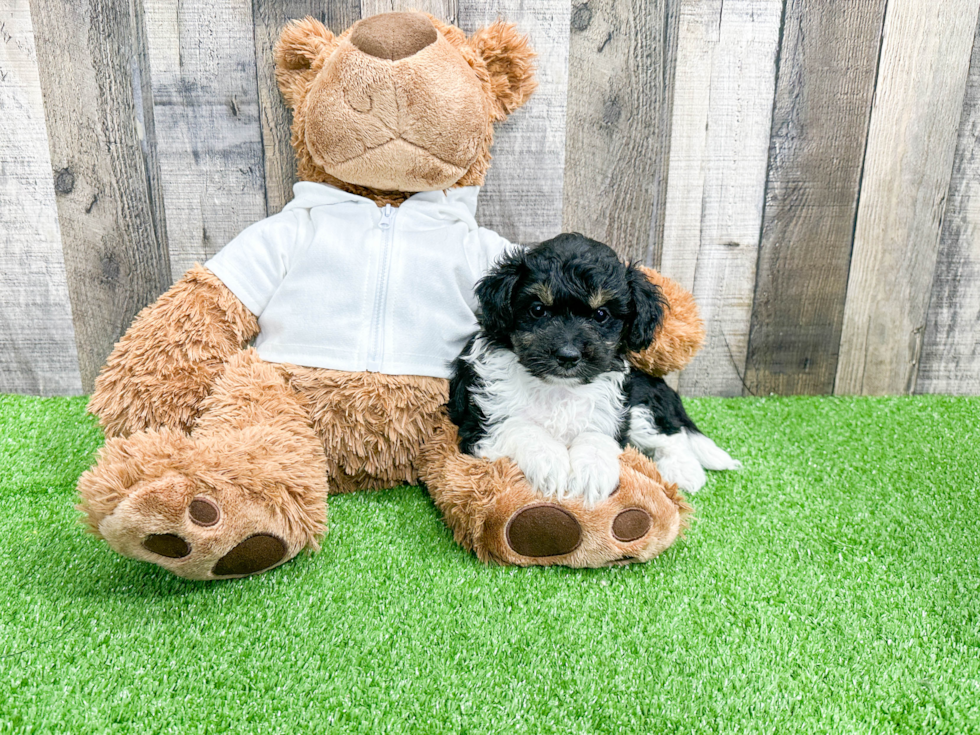 Mini Aussiedoodle Puppy for Adoption