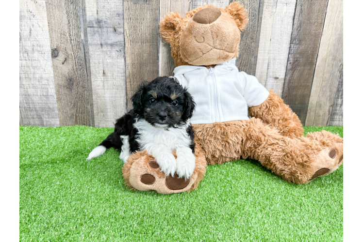 Mini Aussiedoodle Puppy for Adoption
