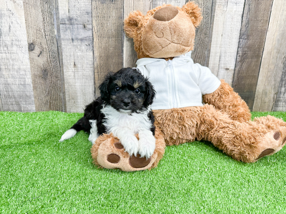 Mini Aussiedoodle Puppy for Adoption