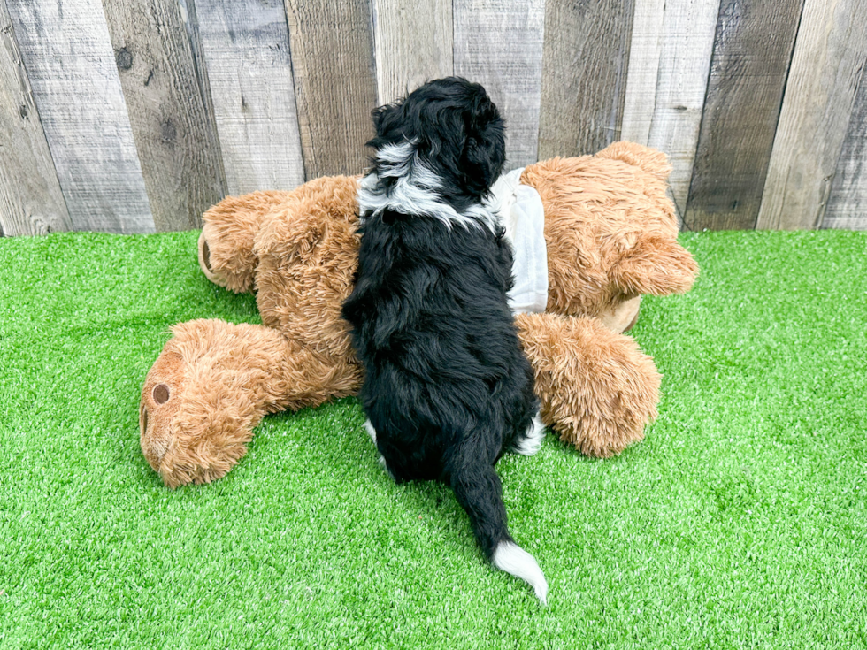 Best Mini Aussiedoodle Baby