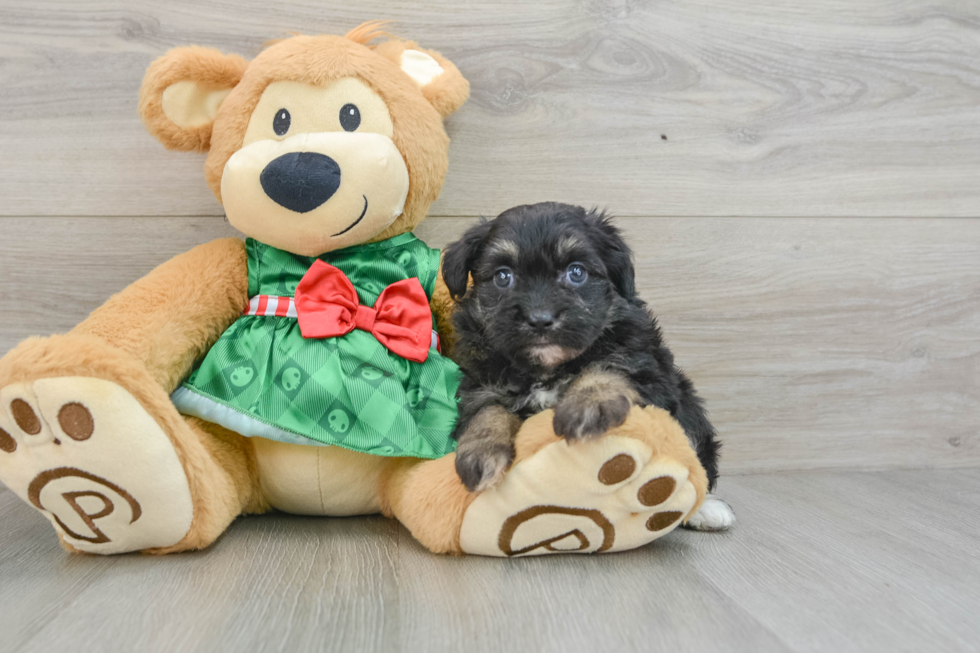 Little Mini Aussiepoo Poodle Mix Puppy