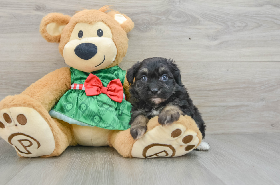 6 week old Mini Aussiedoodle Puppy For Sale - Simply Southern Pups