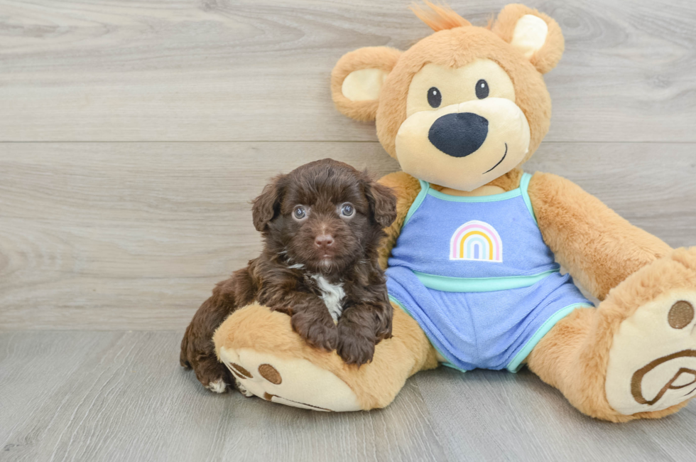 5 week old Mini Aussiedoodle Puppy For Sale - Simply Southern Pups