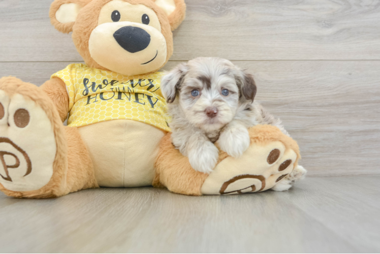 Mini Aussiedoodle Pup Being Cute