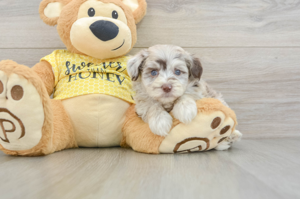 5 week old Mini Aussiedoodle Puppy For Sale - Simply Southern Pups