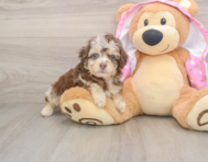 7 week old Mini Aussiedoodle Puppy For Sale - Simply Southern Pups