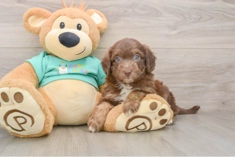 Best Mini Aussiedoodle Baby