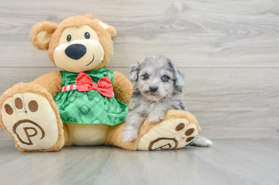 6 week old Mini Aussiedoodle Puppy For Sale - Simply Southern Pups