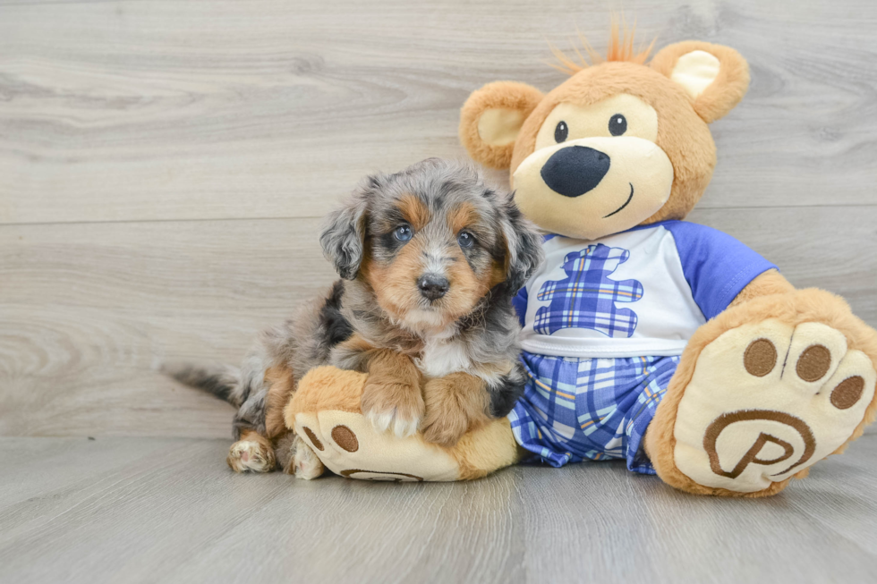 Cute Mini Aussiedoodle Baby