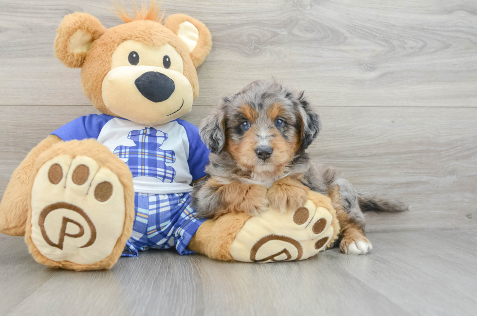 6 week old Mini Aussiedoodle Puppy For Sale - Simply Southern Pups