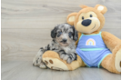 Mini Aussiedoodle Puppy for Adoption