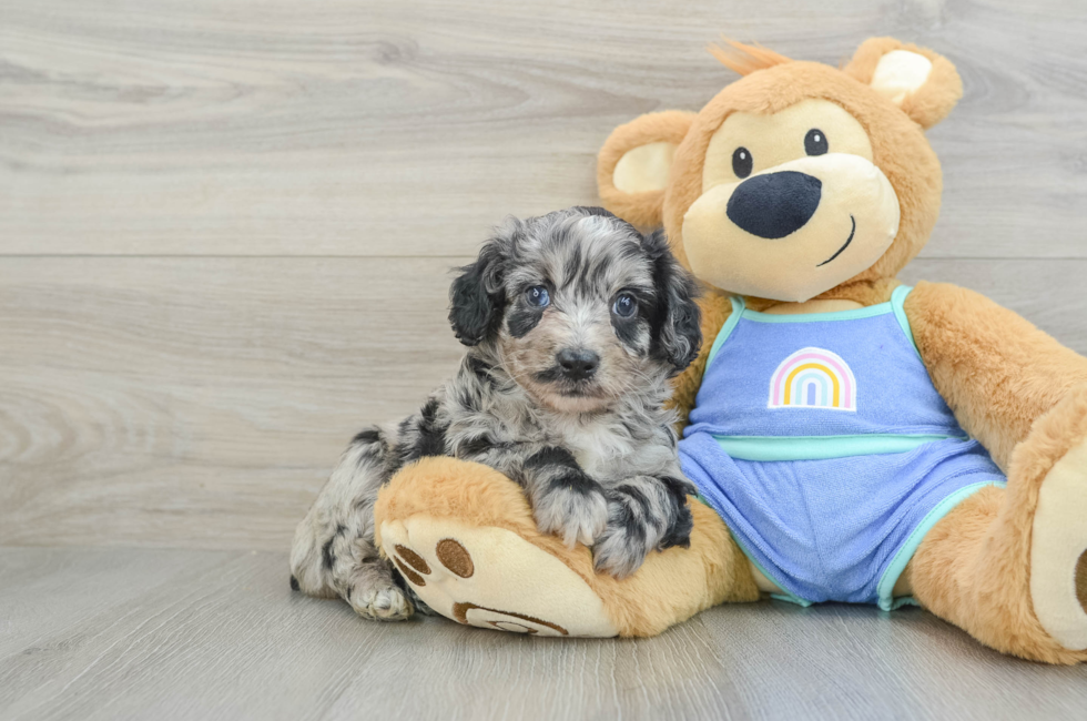 5 week old Mini Aussiedoodle Puppy For Sale - Simply Southern Pups