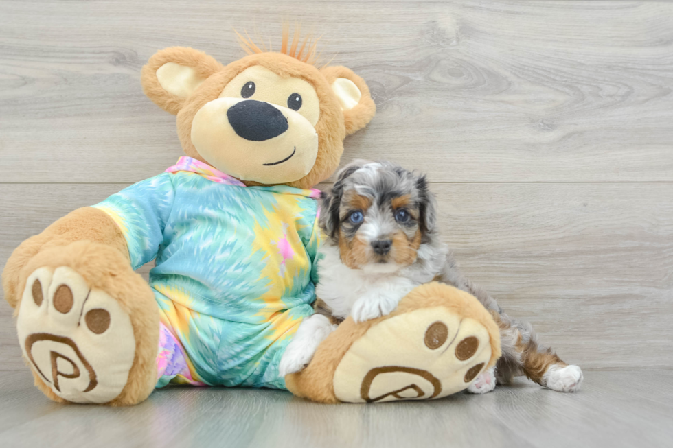 Mini Aussiedoodle Pup Being Cute