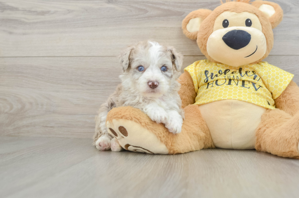 5 week old Mini Aussiedoodle Puppy For Sale - Simply Southern Pups