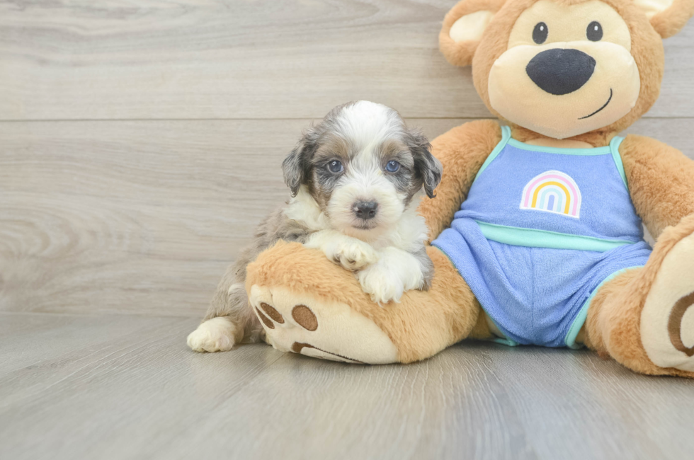 5 week old Mini Aussiedoodle Puppy For Sale - Simply Southern Pups