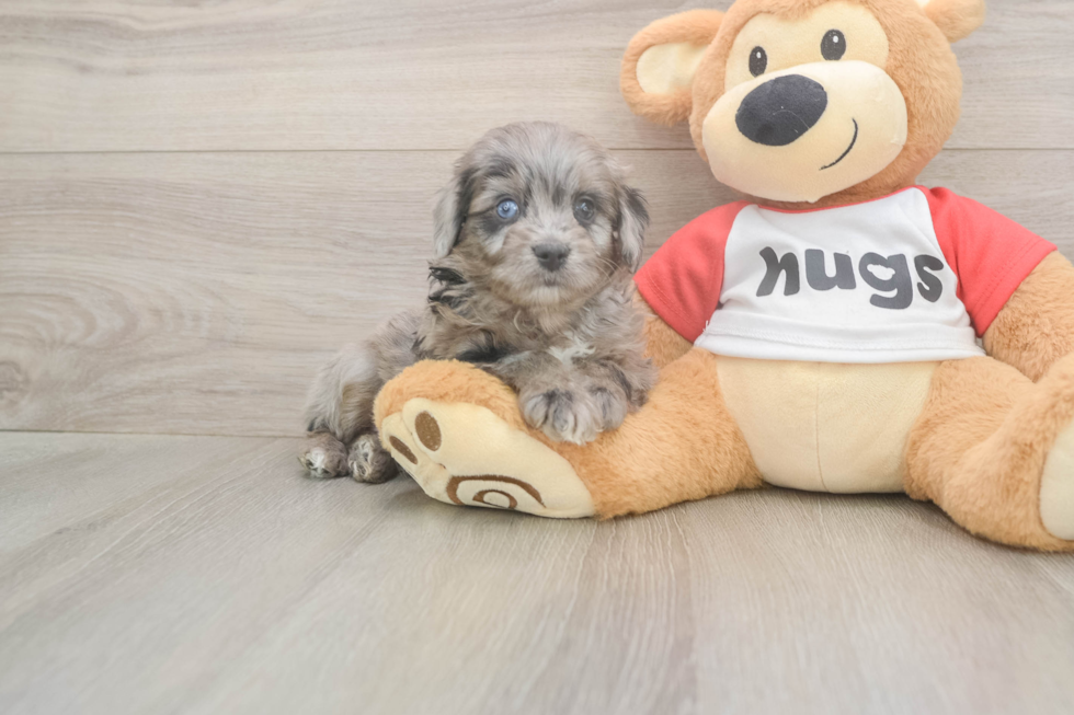 Meet Grayson - our Mini Aussiedoodle Puppy Photo  2/3 - Simply Southern Pups Best Mini Aussiedoodle Baby