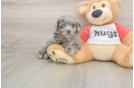 Meet Grayson - our Mini Aussiedoodle Puppy Photo  2/3 - Simply Southern Pups Best Mini Aussiedoodle Baby