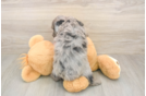 Meet Grayson - our Mini Aussiedoodle Puppy Photo  3/3 - Simply Southern Pups Mini Aussiedoodle Puppy for Adoption