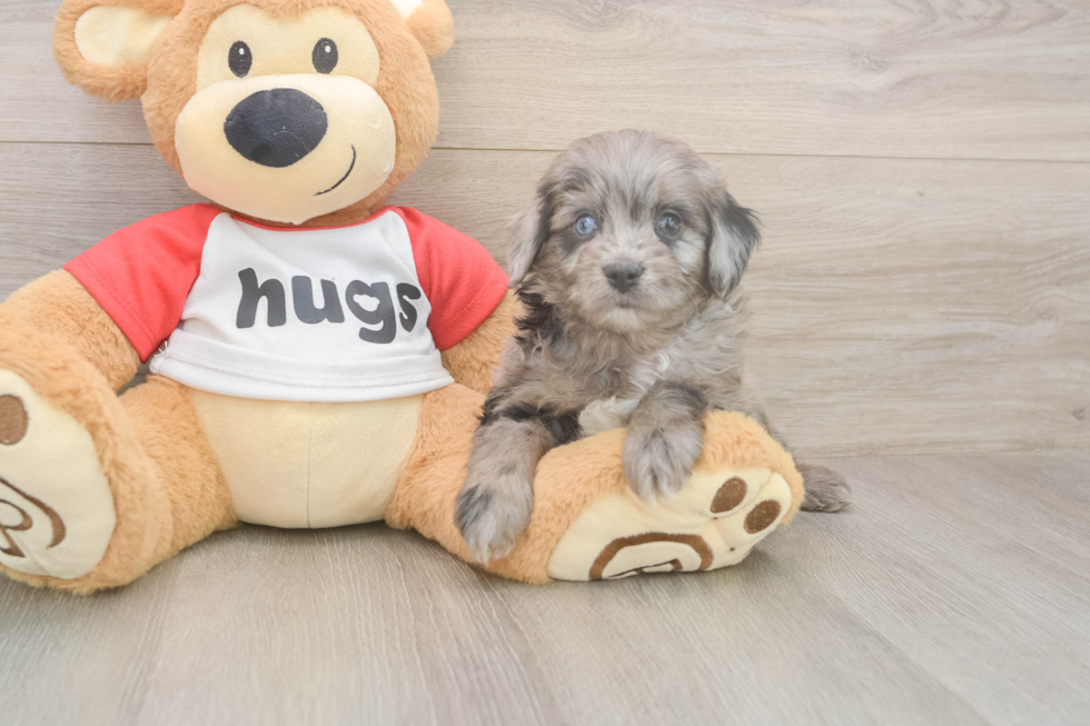 Meet Grayson - our Mini Aussiedoodle Puppy Photo  1/3 - Simply Southern Pups Mini Aussiedoodle Pup Being Cute