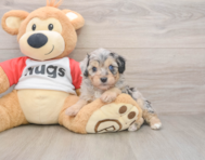 5 week old Mini Aussiedoodle Puppy For Sale - Simply Southern Pups