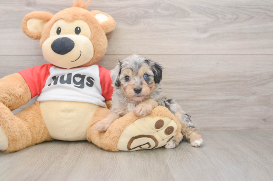 Mini Aussiedoodle Puppy for Adoption