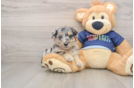 Happy Mini Aussiedoodle Baby