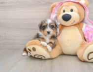 7 week old Mini Aussiedoodle Puppy For Sale - Simply Southern Pups