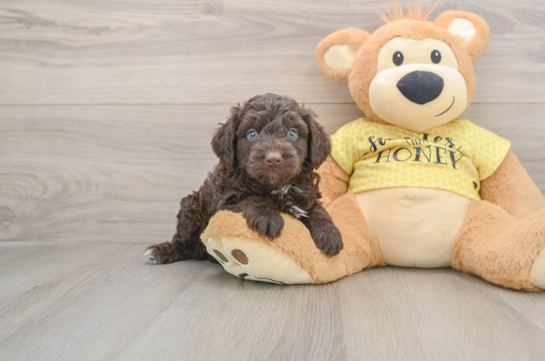 Small Mini Aussiedoodle Baby
