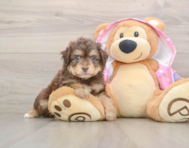 7 week old Mini Aussiedoodle Puppy For Sale - Simply Southern Pups