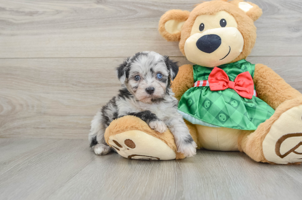 6 week old Mini Aussiedoodle Puppy For Sale - Simply Southern Pups