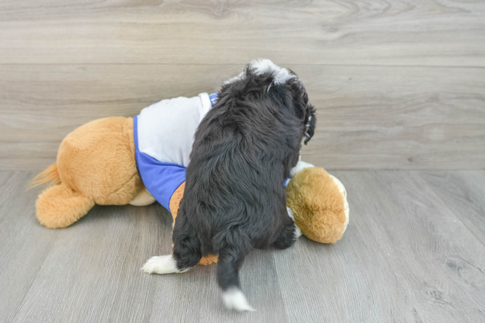 Best Mini Aussiedoodle Baby