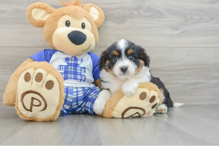 Best Mini Aussiedoodle Baby