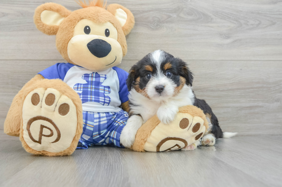 6 week old Mini Aussiedoodle Puppy For Sale - Simply Southern Pups