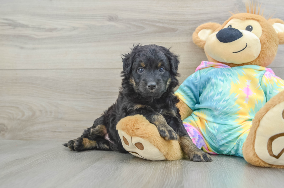 6 week old Mini Aussiedoodle Puppy For Sale - Simply Southern Pups