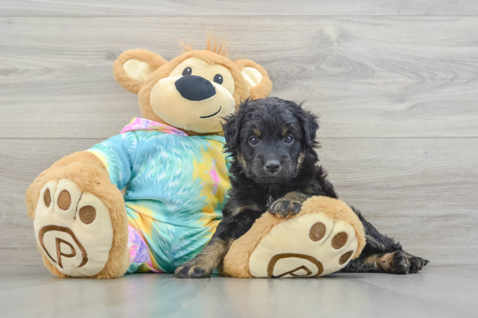 Mini Aussiedoodle Puppy for Adoption