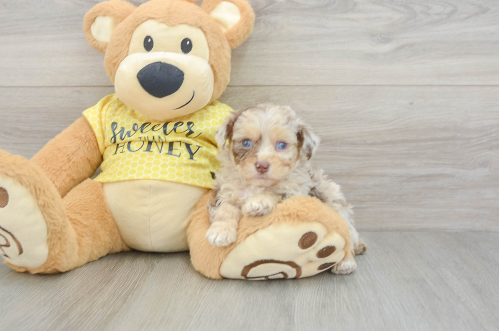 5 week old Mini Aussiedoodle Puppy For Sale - Simply Southern Pups