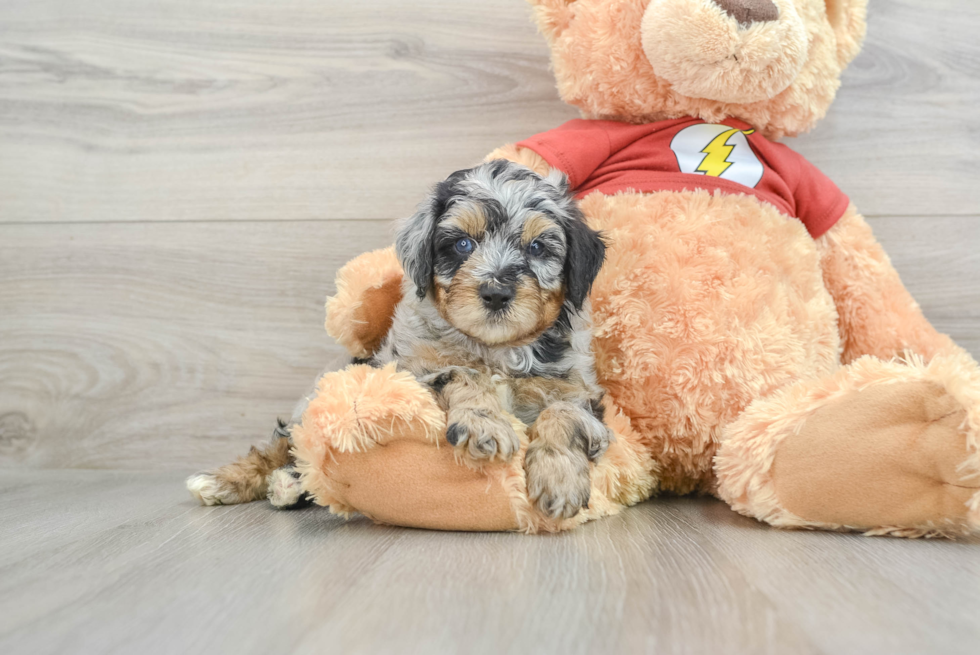 Mini Aussiedoodle Puppy for Adoption