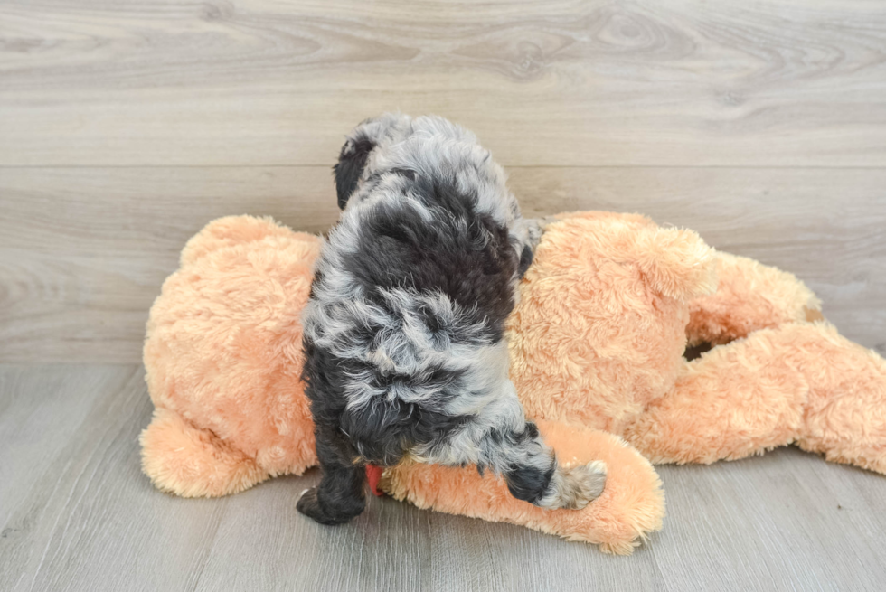 Mini Aussiedoodle Pup Being Cute