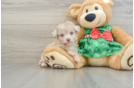 Mini Aussiedoodle Pup Being Cute