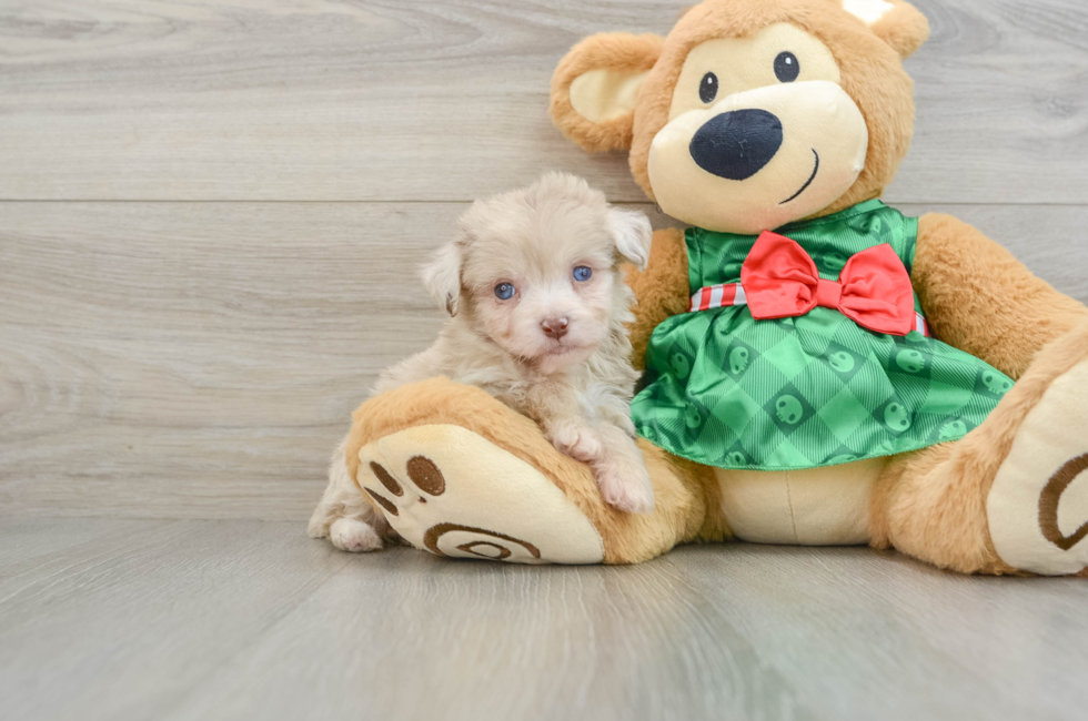 6 week old Mini Aussiedoodle Puppy For Sale - Simply Southern Pups