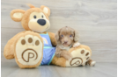 Mini Aussiedoodle Puppy for Adoption