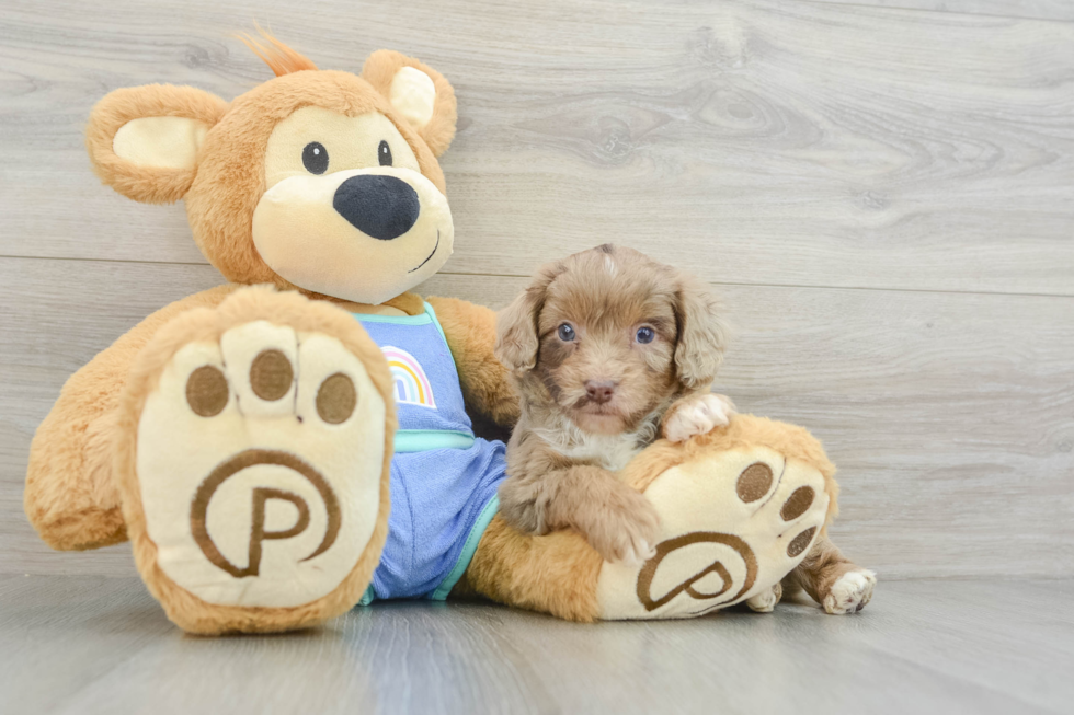 Mini Aussiedoodle Puppy for Adoption